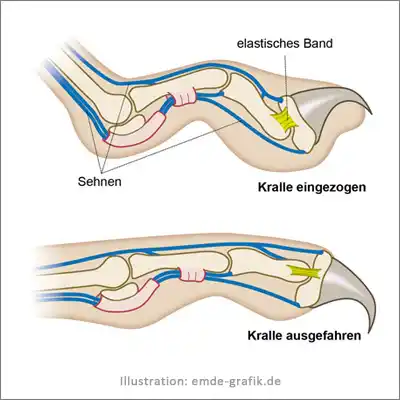 Schulbuch Biologie Bewegungsapparat Katzenkralle