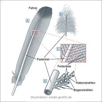 Illustration Schulbuch Biologie Vogelfedern