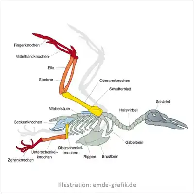 Illustration skeleton of a bird - for a textbook biology
