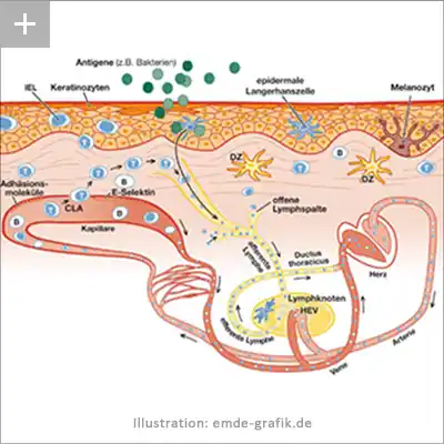 Immun processes in the human skin