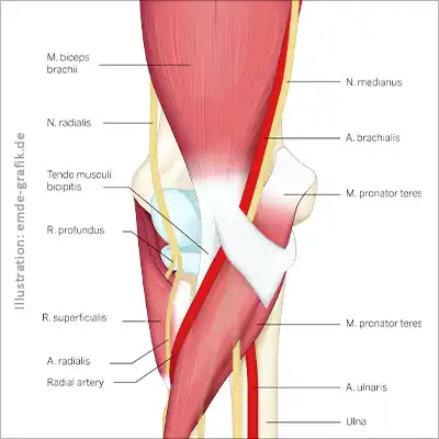 Menschliches Knie: Bänder, Muskeln, Sehnen, Knochen (für Ärzteportal)