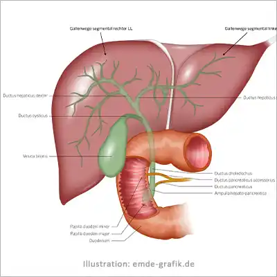 Liver, gall bladder, duodenum