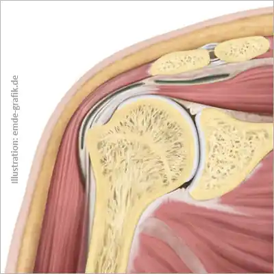  Section through human shoulder