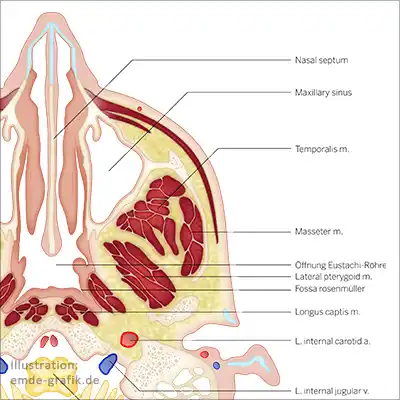 Section through the human skull