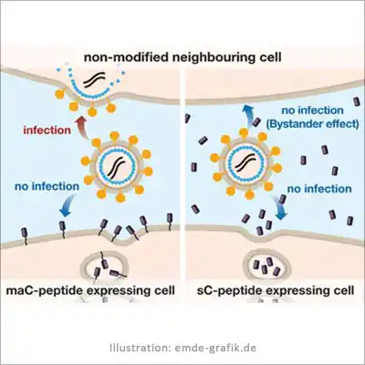 Viral processes: Inhibitors