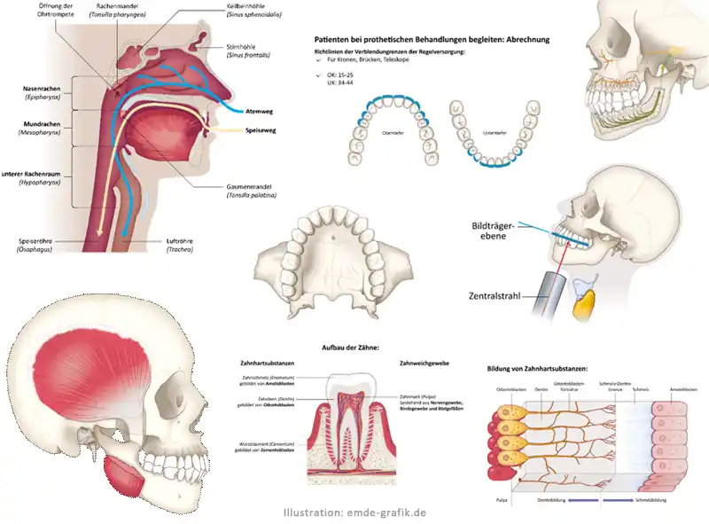 Illustrations for training units for the State Dental Association of Hesse (Landeszahnaerztekammer Hessen)