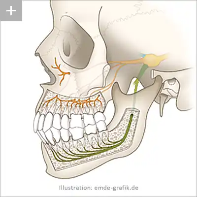 Illustration für Ausbildung in der Zahnmedizin - Nerven Oberkiefer und Unterkiefer
