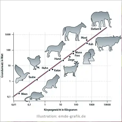 illustration of a diagramm with icons body weight and basal metabolic rate of animals