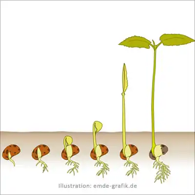 Illustration for schoolbook biology: Sprouting of a bean