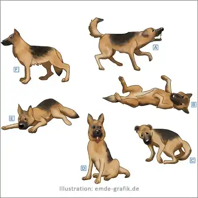 Illustration textbook biology: Behaviour patterns of a dog