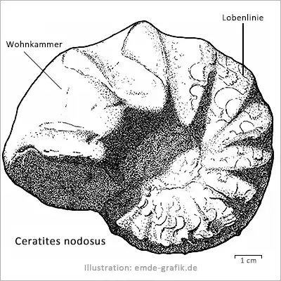 Ink drawing paleontology: Ammonite Ceratites nodosus