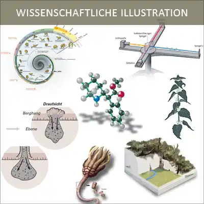 Wissenschaftliche Illustrationen