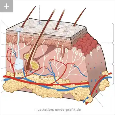 Medizinische Illustration: Querschnitt durch die menschliche Haut / Epidermis
