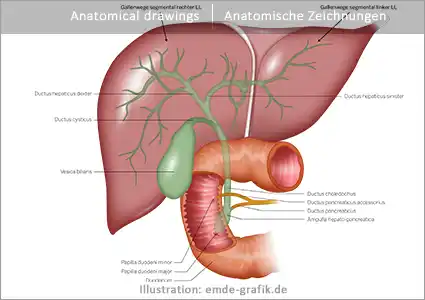 Fallstudie Illustration anatomisch: Leber, Gallenblase, Darm